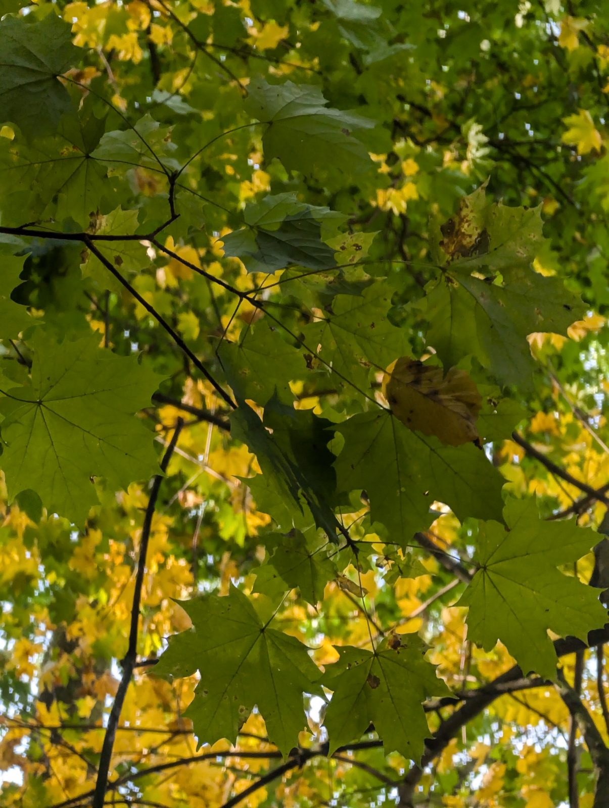 Ahornblätter, die sich gelb färben, von unten gegen den Himmel gesehen