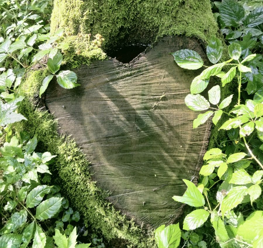 Ein Baumstumpf in Herzform, von Moos umwachsen